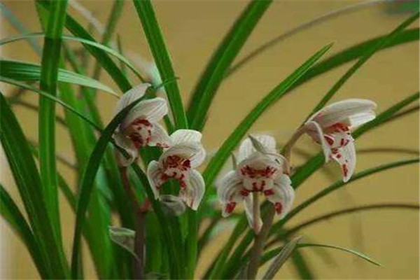 漳州南靖十大特产 正冬蜜是明朝朝廷御用贡品