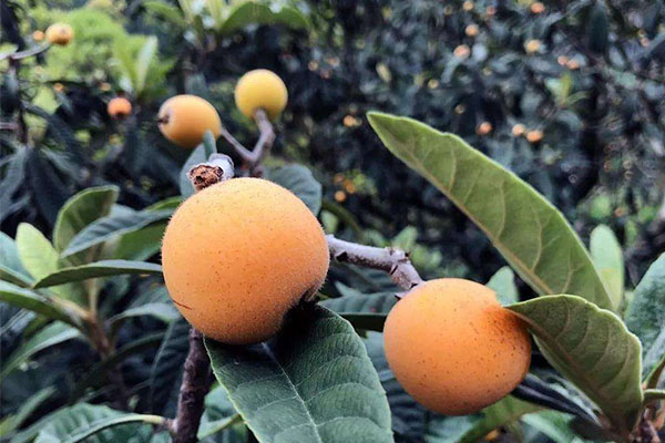 成都十大必买特产清单，提名蜀绣，每一样都值得买