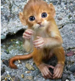 淮南四大神兽：猫猴吃小孩的脑髓太恐怖！