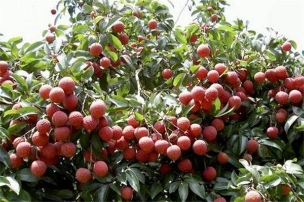 到珠海必买的十样东西 最后一个被誉为是水中人参