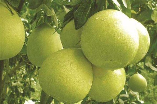 福建漳州十大特产 片仔癀上榜，漳州三宝畅销海内外