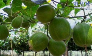 去广西必带特产排行榜推荐，伴手礼清单不买白来了