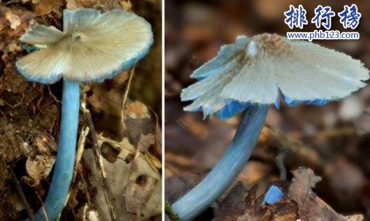 2017年新发现：勐宋粉褶菌 网友：真·蓝瘦香菇！