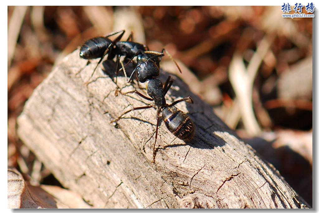 复活成功的灭绝动物，已灭绝的动物能复活吗？