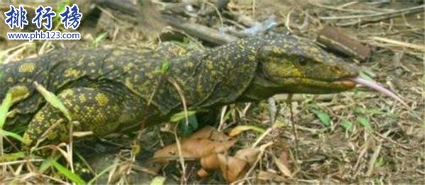 复活成功的灭绝动物，已灭绝的动物能复活吗？