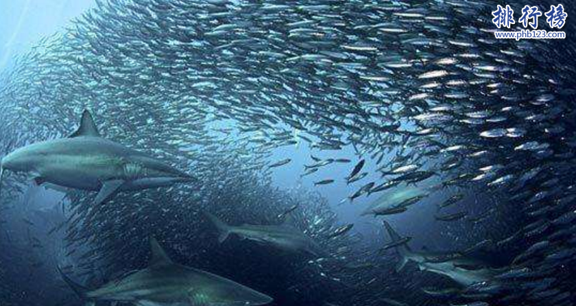 　　导语：渔场是海底里面的鱼类以及生物密集生活的场所，具有很高的捕捞价值。附近海域暖流和寒流交汇让海盐这些营养物质漂浮在上层才能造成鱼类的大量繁殖，那么你知道世界知名的渔场在哪里吗?今天排行榜123网小编盘点了世界四大渔场资料，一起来了解吧!  　　世界四大渔场：日本的北海道渔场、加拿大的纽芬兰渔场、英国的北海渔场、秘鲁渔场  　　四、秘鲁渔场  　　秘鲁渔场是世界知名的渔场那里水产资源非常的丰富生产的有鳀鱼、凤尾鱼等800多种鱼类据说那里常年低温，海水里面有大量的硝酸盐、磷酸盐等营养物质是非常有利于浮游植物的生长和繁衍的，海上云雾笼罩阳光强烈有利于海里面的一些生物繁殖，为鱼虾等海产品提供充足的养料被称为世界四大渔场之一，这里的鱼适合在这种冷水性的环境中生存。  　　三、英国的北海渔场  　　北海渔场适合鱼类生存，因为这里寒流交汇水流交汇，海水的下层有机物质营养成分很多，水土肥沃鱼类可以大量的繁殖，形成了渔业高产区。这里的水产资源十分丰富主要盛产的鱼类有鲱鱼和鲐鱼以及沙丁鱼、秋刀鱼等还生产龙虾和牡蛎、扇贝这些海产品。  　　二、加拿大的纽芬兰渔场  　　纽芬兰渔场位于纽芬兰岛沿岸，是由西欧航海家约翰·卡波特在寻找西北航道时意外发现的一个渔场，这里的渔业资源异常丰富，据说踩着鳕鱼的背部就可以上岸，大量的渔民开始肆意捕捞特别是在20世纪五六十年代的时候人民都是采用大型的机械化拖网渔船成群结队的捕捞导致最后鱼类全部灭绝，90年代后再也看不到鳕鱼了大部分渔民已经失业了。  　　一、日本的北海道渔场  　　北海道渔场位于千岛寒流和日本寒流交汇的海域附近，寒暖交汇可以使海水扰动将海盐等营养位置漂浮在上层这样海底的生物就会繁殖的很快。海底生物资源丰富，是世界四大渔场中最大的一个，海域主要盛产的有鲑鱼、狭鳕、秋刀鱼等这片海域是唯一一个没有被破坏污染的海域，当地的美食海鲜非常多毛蟹、多罗波蟹料理和拉面是一道美味的食品，如果去那边一定不能错过。  　　结语：以上就是排行榜123网小编为大家盘点的世界四大渔场，渔业是每个国家不可少的一个资源，丰富的海产品能给生活添加一道美味的食品。