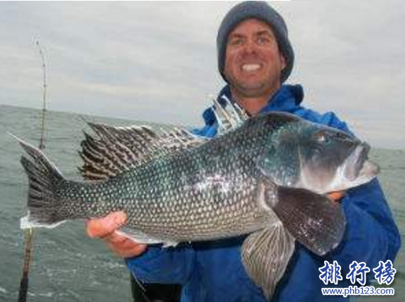 　　导语：渔场是海底里面的鱼类以及生物密集生活的场所，具有很高的捕捞价值。附近海域暖流和寒流交汇让海盐这些营养物质漂浮在上层才能造成鱼类的大量繁殖，那么你知道世界知名的渔场在哪里吗?今天排行榜123网小编盘点了世界四大渔场资料，一起来了解吧!  　　世界四大渔场：日本的北海道渔场、加拿大的纽芬兰渔场、英国的北海渔场、秘鲁渔场  　　四、秘鲁渔场  　　秘鲁渔场是世界知名的渔场那里水产资源非常的丰富生产的有鳀鱼、凤尾鱼等800多种鱼类据说那里常年低温，海水里面有大量的硝酸盐、磷酸盐等营养物质是非常有利于浮游植物的生长和繁衍的，海上云雾笼罩阳光强烈有利于海里面的一些生物繁殖，为鱼虾等海产品提供充足的养料被称为世界四大渔场之一，这里的鱼适合在这种冷水性的环境中生存。  　　三、英国的北海渔场  　　北海渔场适合鱼类生存，因为这里寒流交汇水流交汇，海水的下层有机物质营养成分很多，水土肥沃鱼类可以大量的繁殖，形成了渔业高产区。这里的水产资源十分丰富主要盛产的鱼类有鲱鱼和鲐鱼以及沙丁鱼、秋刀鱼等还生产龙虾和牡蛎、扇贝这些海产品。  　　二、加拿大的纽芬兰渔场  　　纽芬兰渔场位于纽芬兰岛沿岸，是由西欧航海家约翰·卡波特在寻找西北航道时意外发现的一个渔场，这里的渔业资源异常丰富，据说踩着鳕鱼的背部就可以上岸，大量的渔民开始肆意捕捞特别是在20世纪五六十年代的时候人民都是采用大型的机械化拖网渔船成群结队的捕捞导致最后鱼类全部灭绝，90年代后再也看不到鳕鱼了大部分渔民已经失业了。  　　一、日本的北海道渔场  　　北海道渔场位于千岛寒流和日本寒流交汇的海域附近，寒暖交汇可以使海水扰动将海盐等营养位置漂浮在上层这样海底的生物就会繁殖的很快。海底生物资源丰富，是世界四大渔场中最大的一个，海域主要盛产的有鲑鱼、狭鳕、秋刀鱼等这片海域是唯一一个没有被破坏污染的海域，当地的美食海鲜非常多毛蟹、多罗波蟹料理和拉面是一道美味的食品，如果去那边一定不能错过。  　　结语：以上就是排行榜123网小编为大家盘点的世界四大渔场，渔业是每个国家不可少的一个资源，丰富的海产品能给生活添加一道美味的食品。