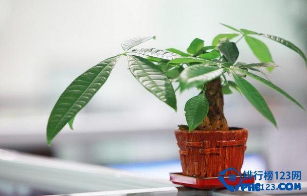 盘点十大适合放在客厅的盆栽花卉 寓意不一般