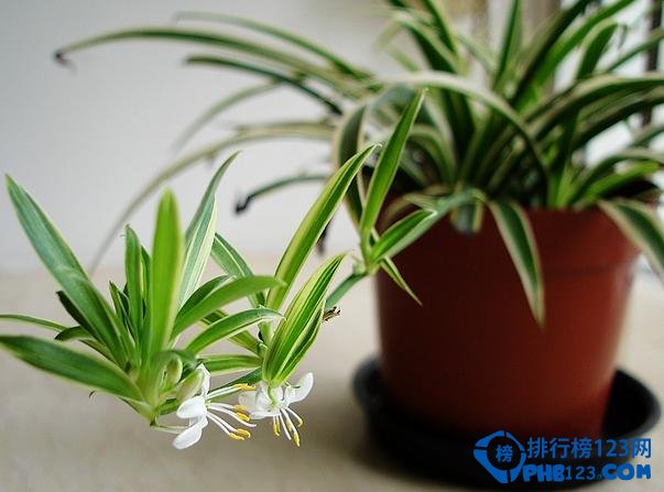 盘点十大适合放在客厅的盆栽花卉 寓意不一般