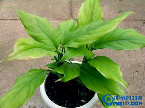 盘点十大适合放在客厅的盆栽花卉 寓意不一般