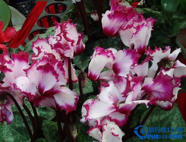 盘点十大适合放在客厅的盆栽花卉 寓意不一般