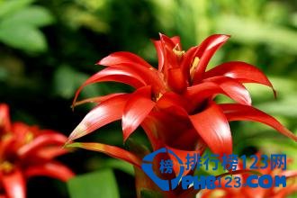 盘点十大适合放在客厅的盆栽花卉 寓意不一般