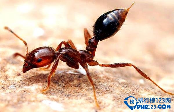 自然界蜇人最疼的十大昆虫排行榜 蜇人最疼的昆虫