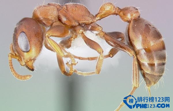 自然界蜇人最疼的十大昆虫排行榜 蜇人最疼的昆虫