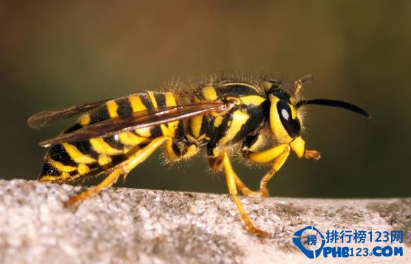 自然界蜇人最疼的十大昆虫排行榜 蜇人最疼的昆虫