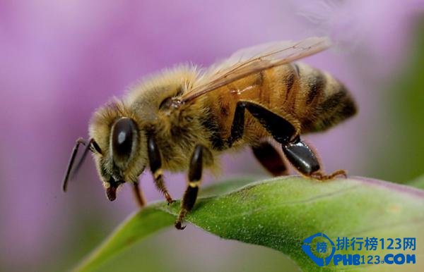 自然界蜇人最疼的十大昆虫排行榜 蜇人最疼的昆虫