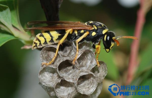 自然界蜇人最疼的十大昆虫排行榜 蜇人最疼的昆虫