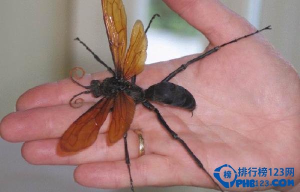 自然界蜇人最疼的十大昆虫排行榜 蜇人最疼的昆虫
