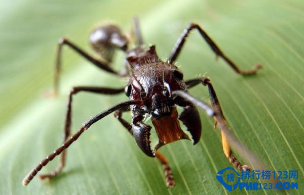 自然界蜇人最疼的十大昆虫排行榜 蜇人最疼的昆虫