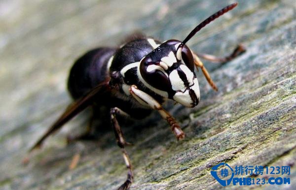 自然界蜇人最疼的十大昆虫排行榜 蜇人最疼的昆虫