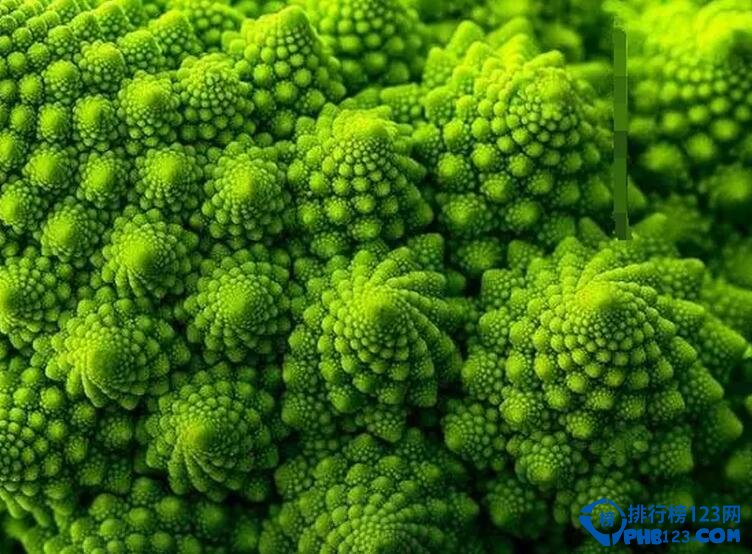 十大最美几何植物