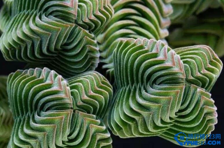 十大最美几何植物