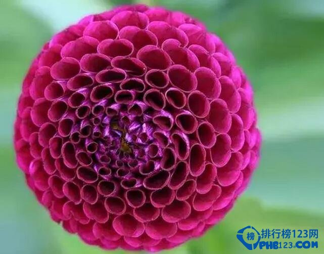 十大最美几何植物