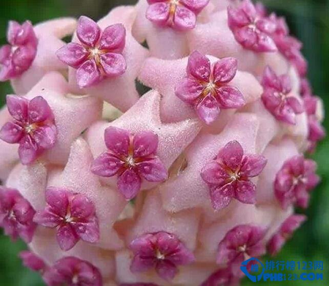 十大最美几何植物