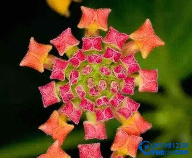 十大最美几何植物