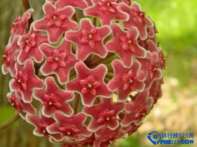 十大最美几何植物