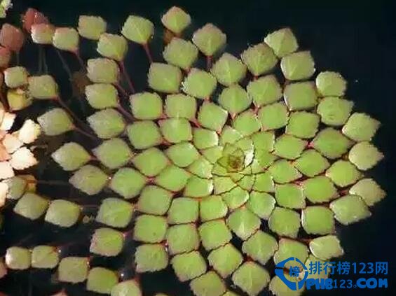 十大最美几何植物