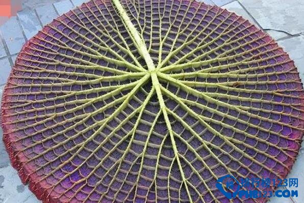 十大最美几何植物