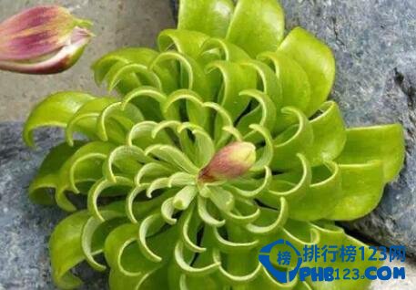 十大最美几何植物