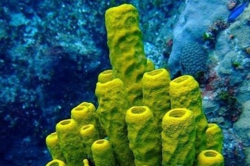 十大现存世界上最古老的动物