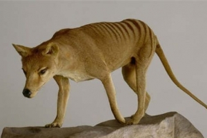 世界十大神秘生物