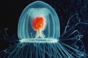 地球上寿命最长的动物