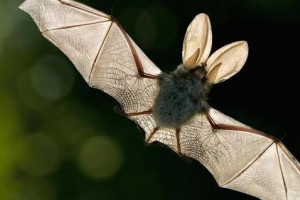 复活成功的灭绝动物，已灭绝的动物能复活吗？