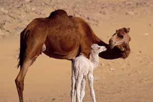 地球上最美的动物排行榜