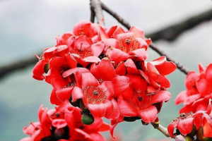 盘点十大鲜花的养生功效 鲜花的养生功效介绍