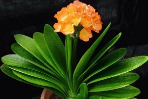 盘点十大适合放在客厅的盆栽花卉 寓意不一般