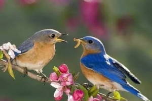 世界上十大最忠贞爱情鸟