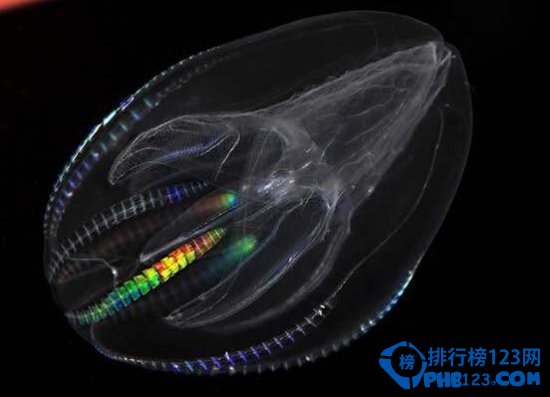 奇特的海洋生物排行榜