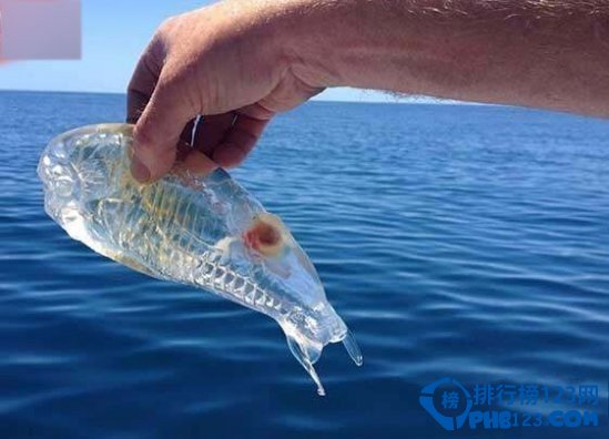 奇特的海洋生物排行榜