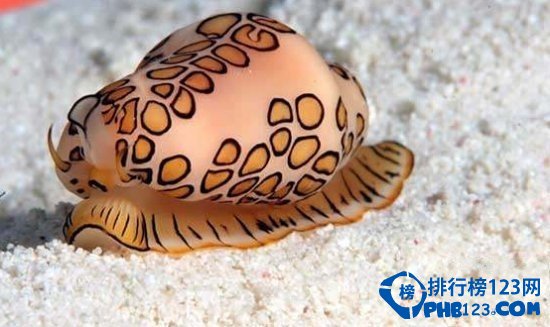 奇特的海洋生物排行榜