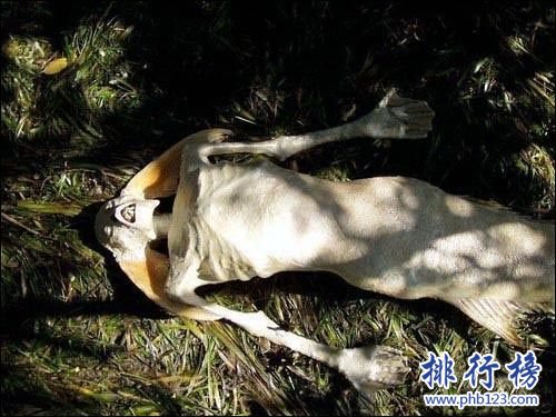 世界上有美人鱼吗？美人鱼照片曝光想象都是美好的