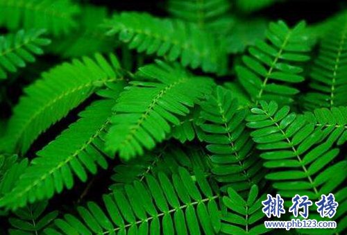 10种常见有趣的植物，第七高两米，第一可家养！