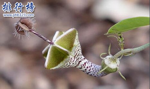 10种常见有趣的植物，第七高两米，第一可家养！