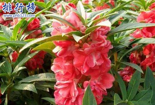 10种常见有趣的植物，第七高两米，第一可家养！