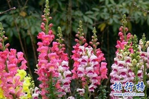 10种常见有趣的植物，第七高两米，第一可家养！