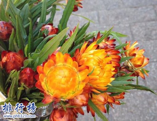 10种常见有趣的植物，第七高两米，第一可家养！